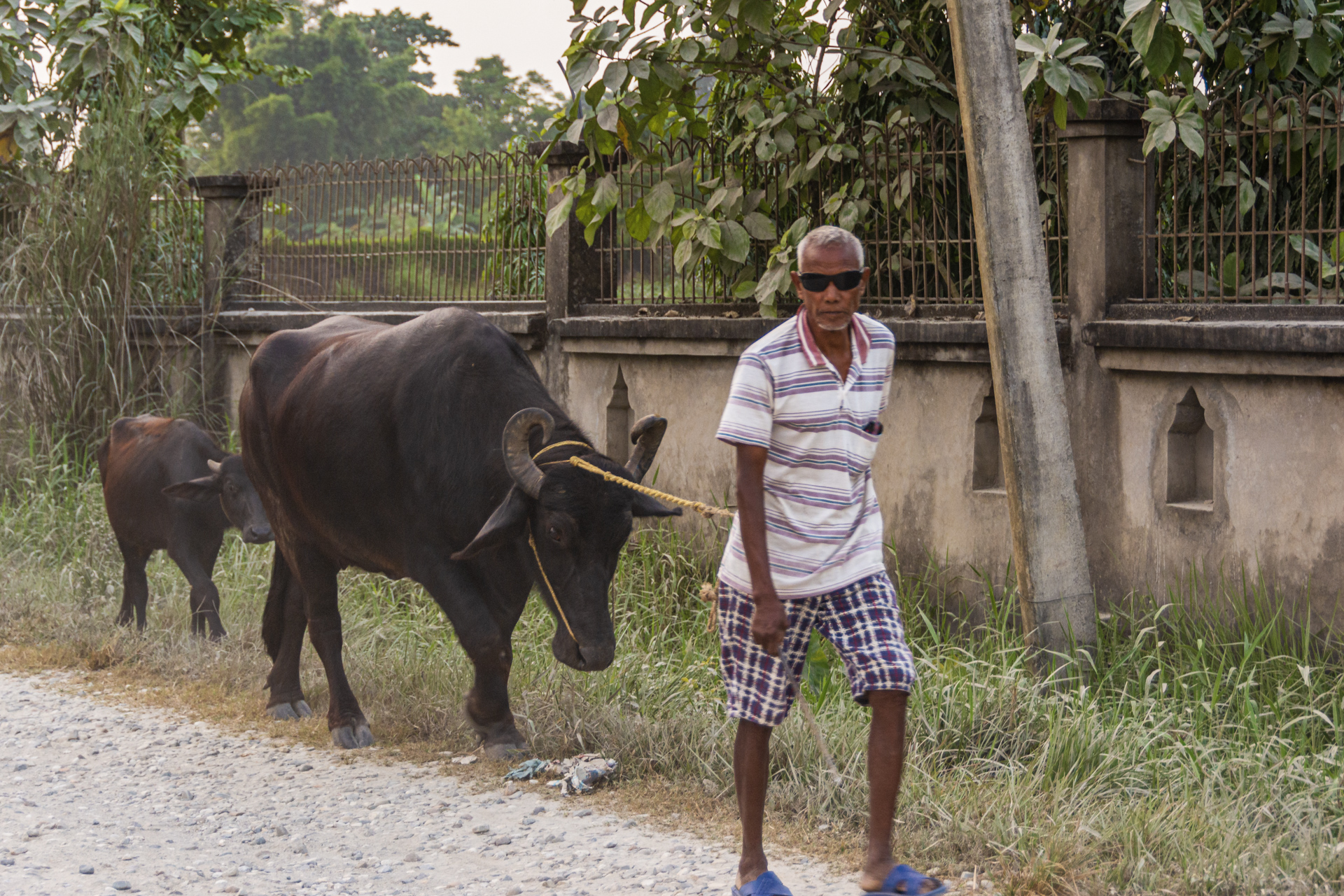 Chitwan Bauer mit Büffel
